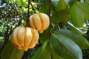 Gli effetti collaterali della Garcinia Cambogia
