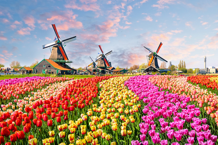 tulipani significato colori
